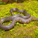 Image of Spotted Earth Snake