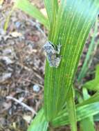 Image of Pine Woods Treefrog