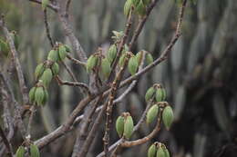 Image of Vasconcellea candicans (A. Gray) A. DC.