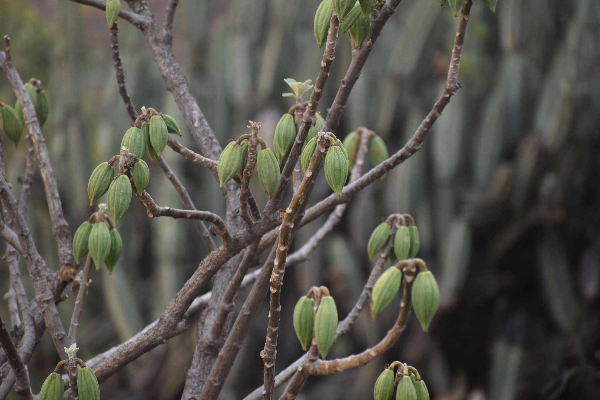 Image of Vasconcellea candicans (A. Gray) A. DC.