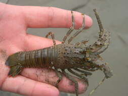 Image of Green Spiny Lobster