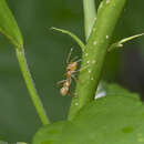 Image of Myrmarachne smaragdina Ceccarelli 2010