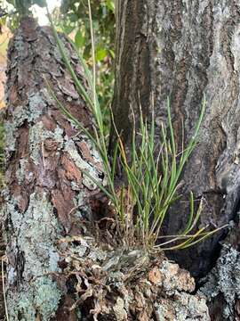 Microepidendrum subulatifolium (A. Rich. & Galeotti) W. E. Higgins resmi