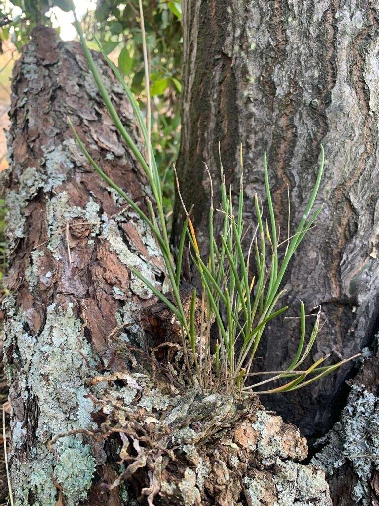 Image of Microepidendrum subulatifolium (A. Rich. & Galeotti) W. E. Higgins