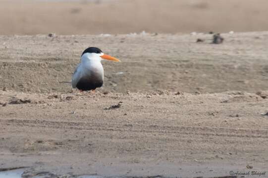 Image of Black-bellied Tern