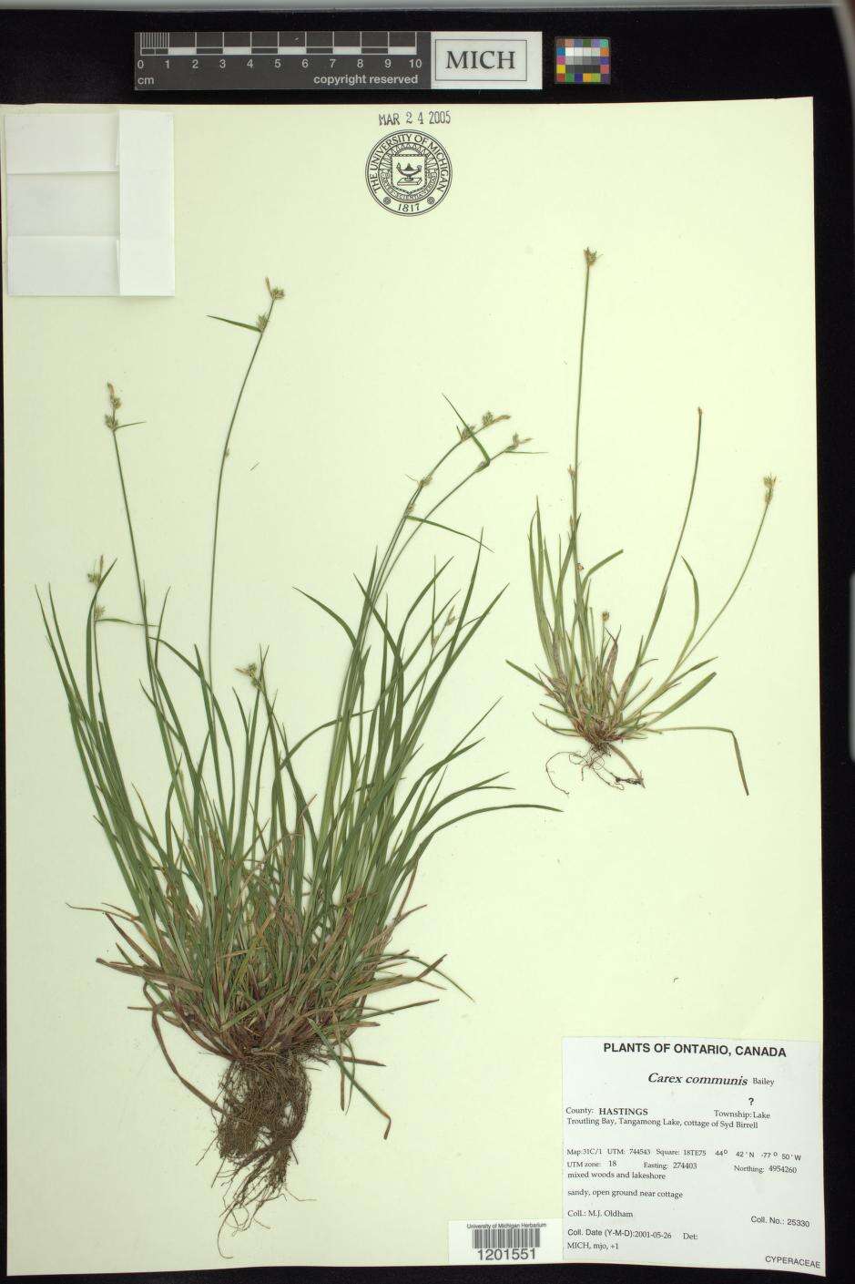 Image of fibrousroot sedge