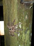 Image of Avicularia hirschii Bullmer, Thierer-Lutz & Schmidt 2006