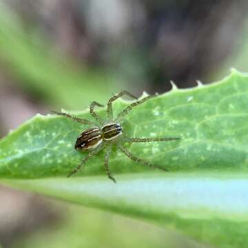 Plancia ëd Dolomedes facetus L. Koch 1876