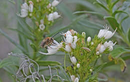 Image of Eucera gracilipes Pérez 1895