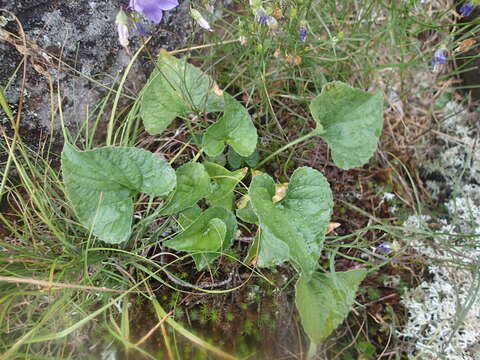 Imagem de Viola novae-angliae House