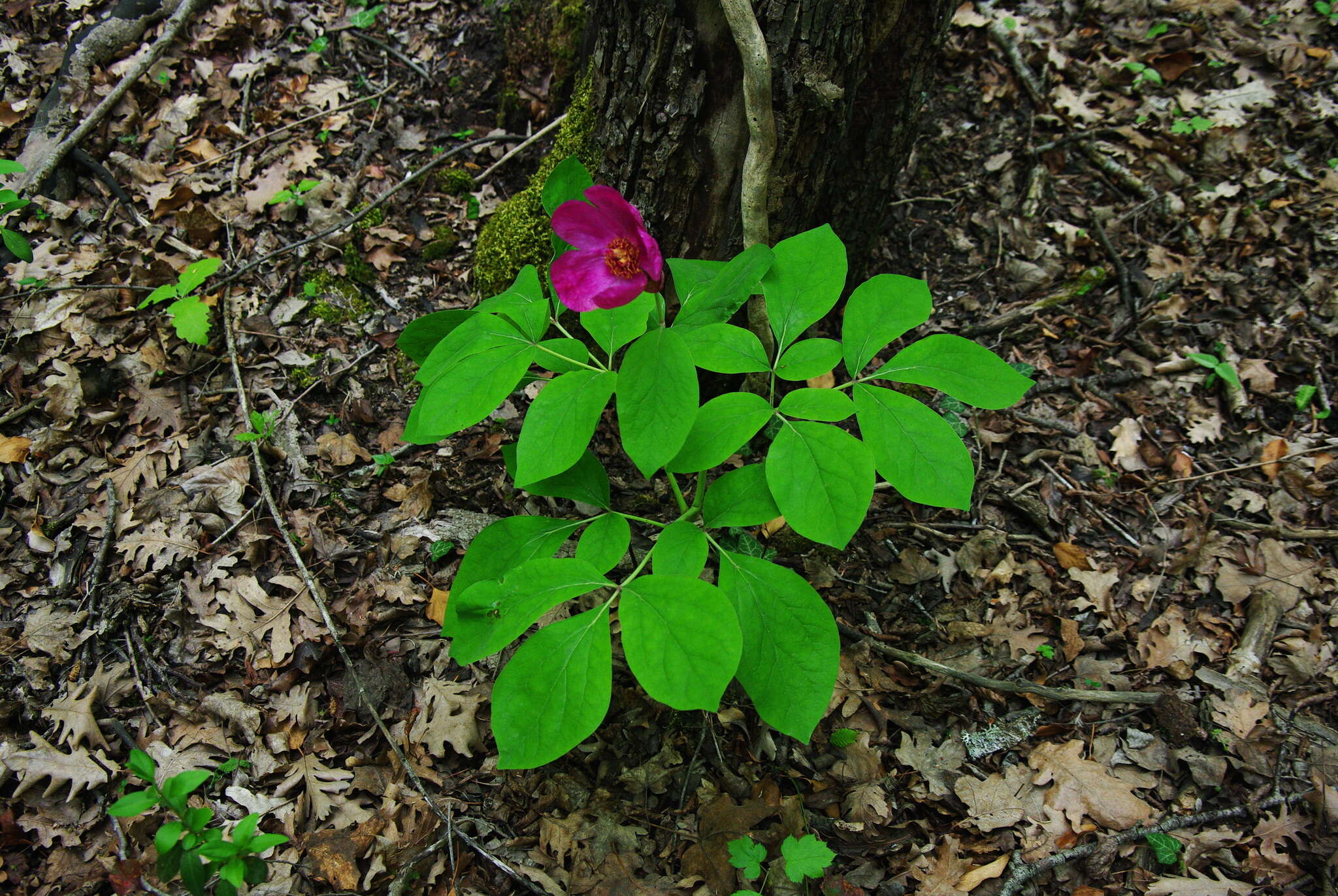 Image of Paeonia caucasica (Schipcz.) Schipcz.