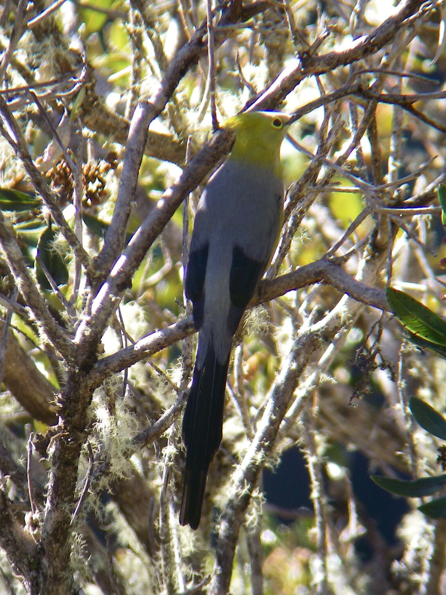 Image of Long-tailed Silky-flycatcher