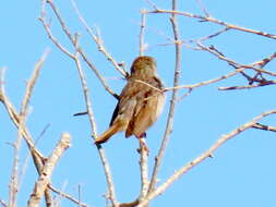 Sivun Cisticola subruficapilla namaqua Lynes 1930 kuva