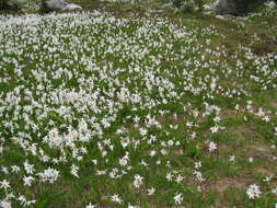 Imagem de Erythronium montanum S. Watson