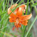 Lilium davidii Duch. ex Elwes resmi