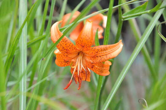 Image de Lilium davidii Duch. ex Elwes