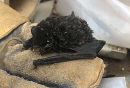 Image of Gould's Wattled Bat