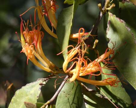 Image of Dendrophthoe vitellina (F. Müll.) Tieghem