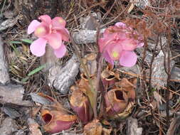 Image of Rosy Pitcherplant