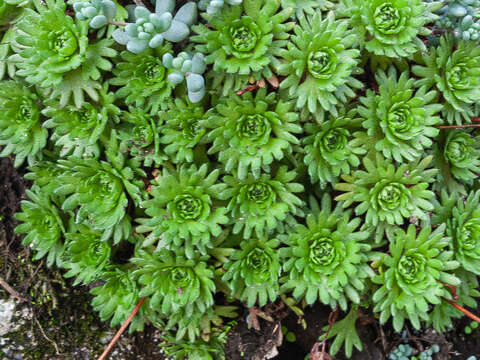 Sivun Saxifraga pedemontana subsp. cervicornis (Viv.) Engler kuva