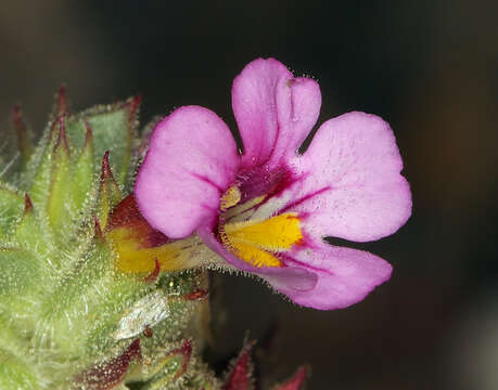 Image of compact monkeyflower