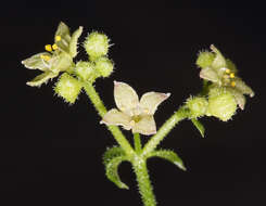 Imagem de Galium multiflorum Kellogg