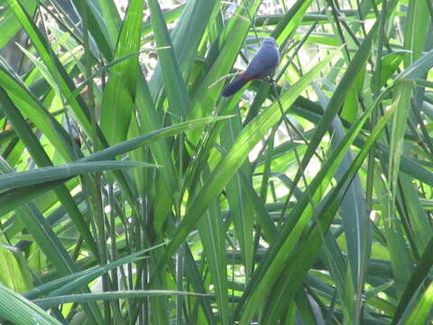 Image of Grey Waxbill