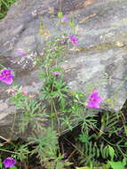 Sivun Geranium soboliferum Kom. kuva