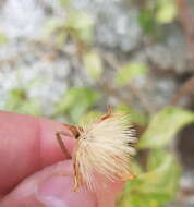 Image of Tridax platyphylla Robinson
