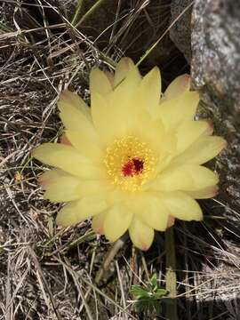 Image of Cactus