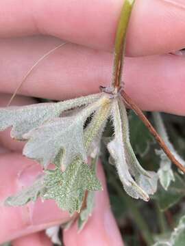 Image of Xanthosia tomentosa George