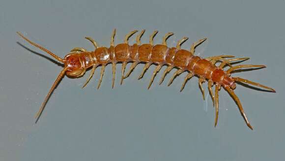 Image of Common centipede