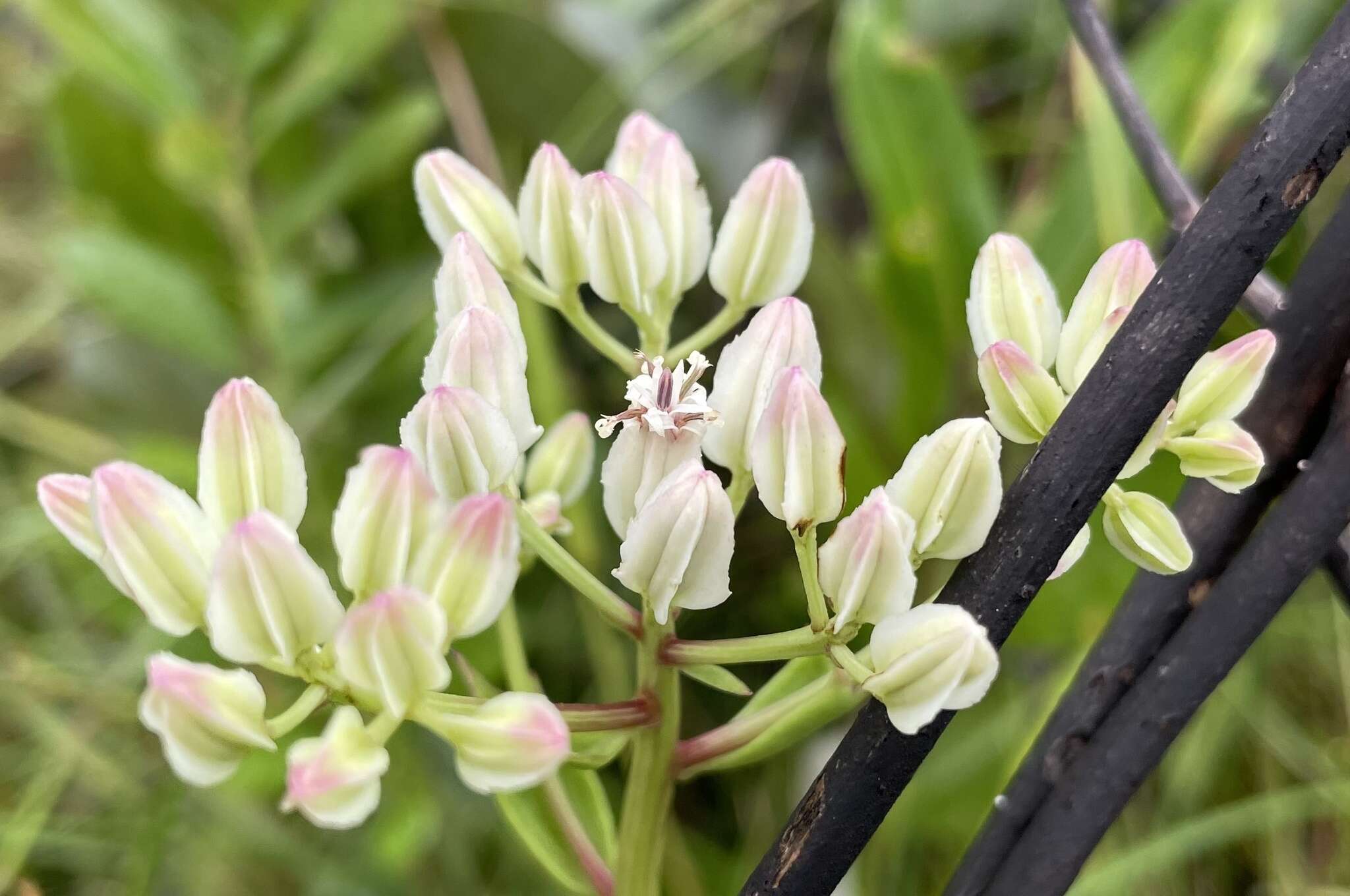 Image of Georgia Indian-Plantain