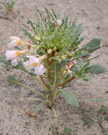 Imagem de Oenothera deltoides subsp. piperi (Munz) W. Klein