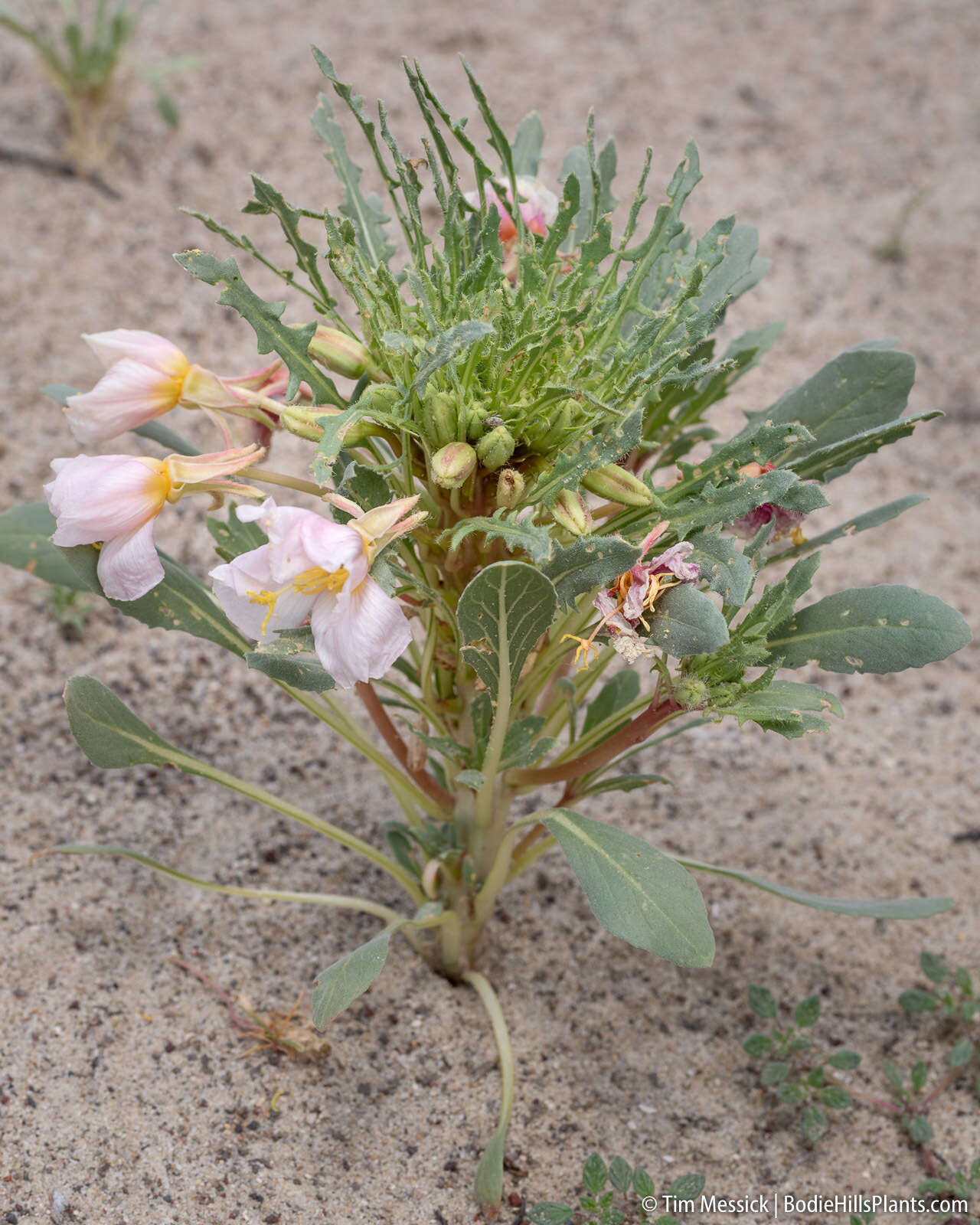 Imagem de Oenothera deltoides subsp. piperi (Munz) W. Klein