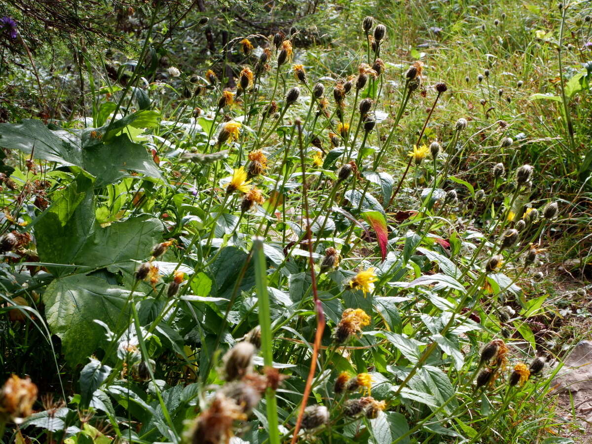 Image of Pyrenean Hawksbeard