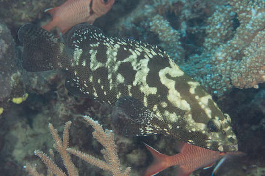 Image of Camouflage Grouper