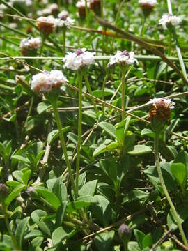 Plancia ëd Phyla nodiflora var. minor (Gillies & Hook.) N. O'Leary & Múlgura