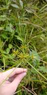 Cyperus filiculmis Vahl resmi