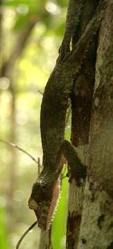 Слика од Uroplatus sikorae Boettger 1913