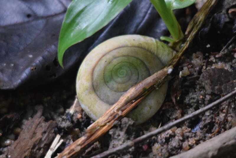 Image of Hemiplecta humphreysiana (I. Lea 1841)