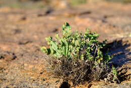 Image of Babiana cinnamomea J. C. Manning & Goldblatt