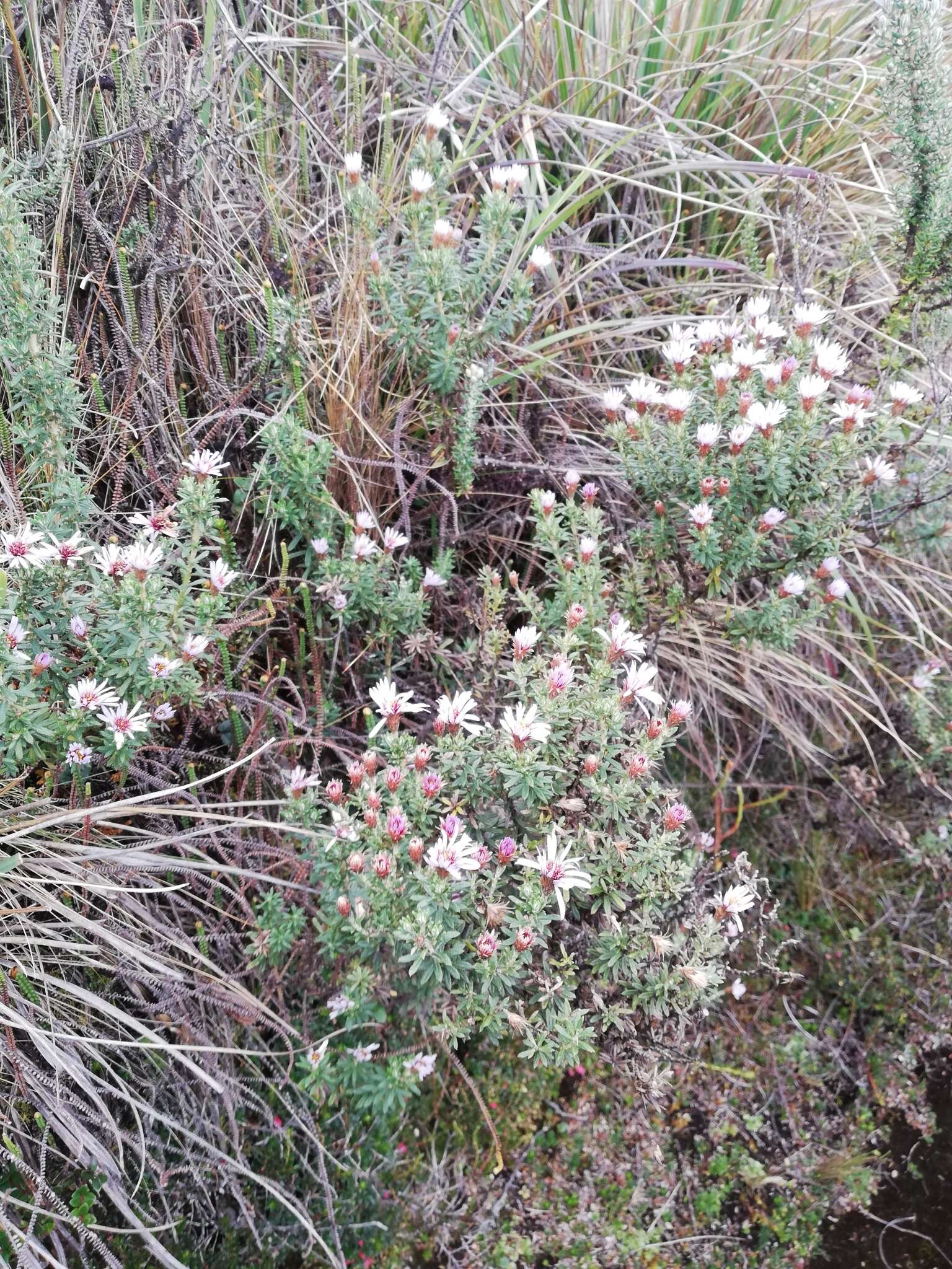 Image de Diplostephium glandulosum Hieron.