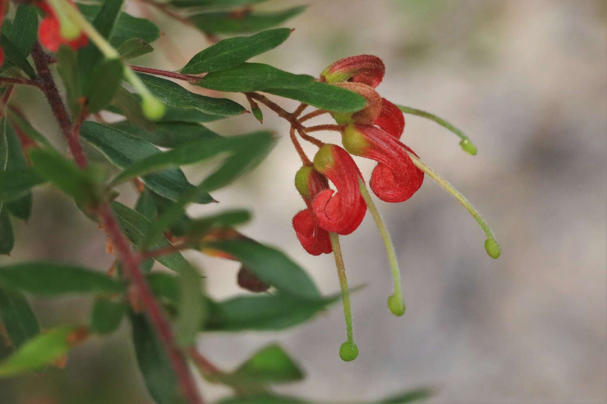 Image of Grevillea banyabba P. M. Olde & N. R. Marriott