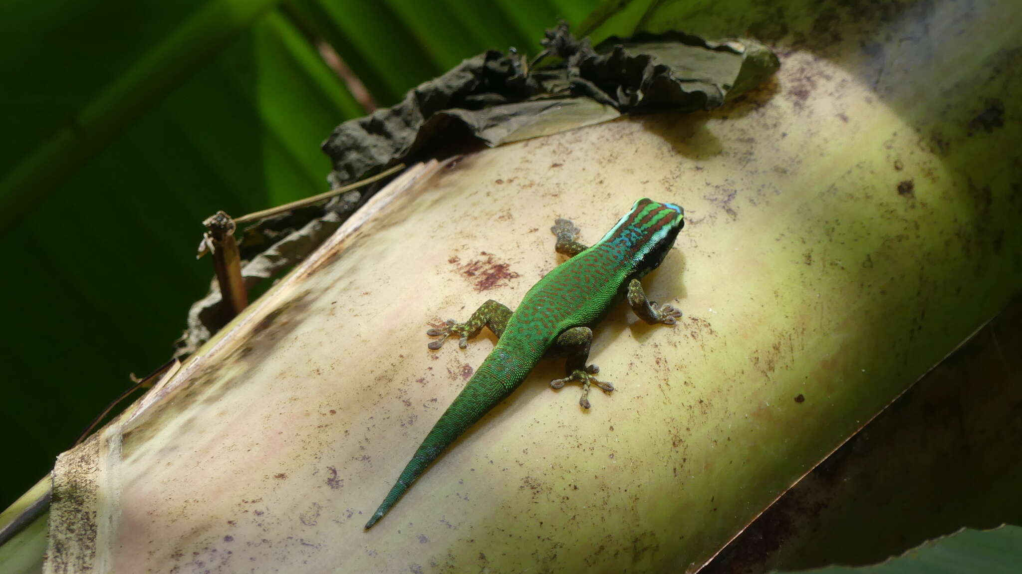 Image of Reunion Island ornate day gecko