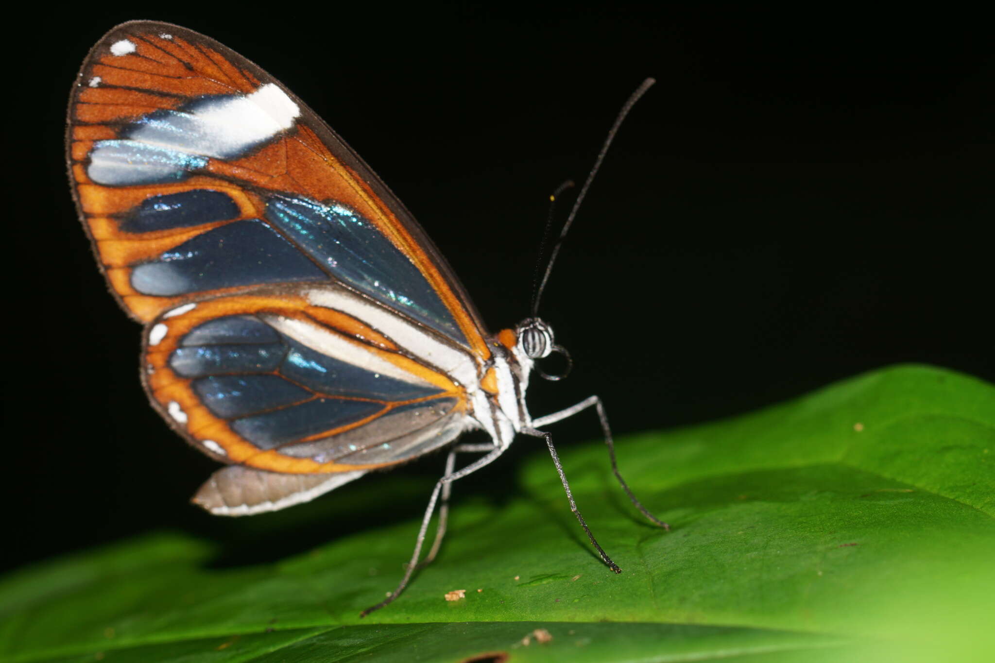 Image of Ithomia leilae Hewitson 1852