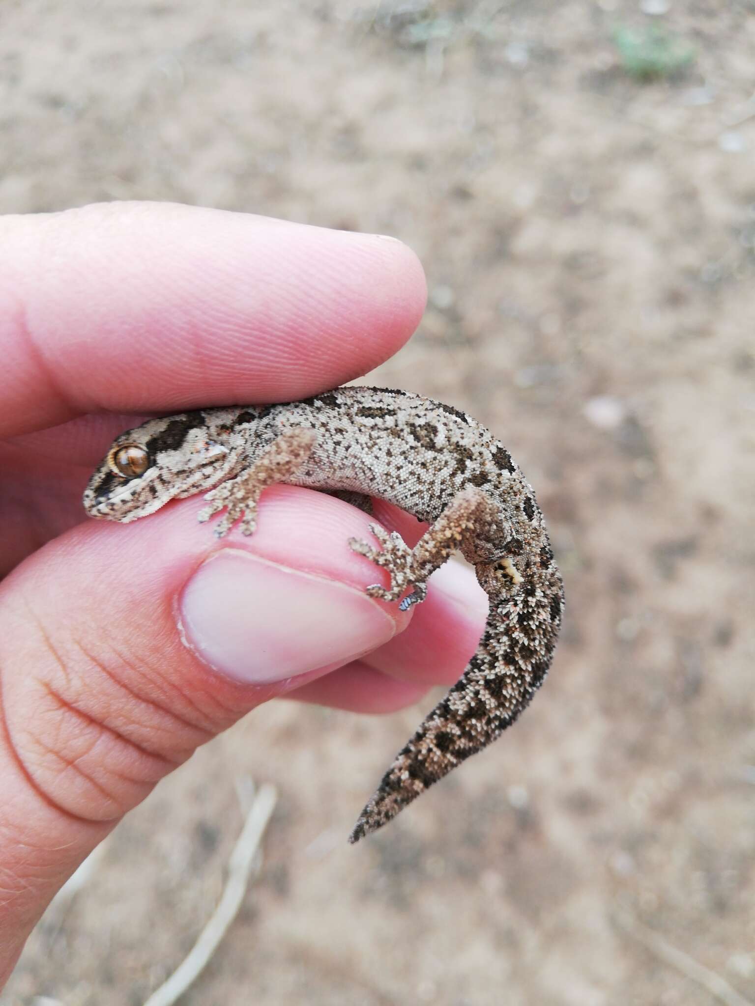 Image of Spotted Gecko