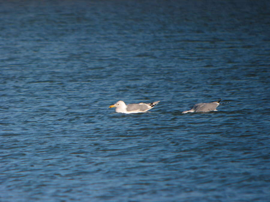 Image of Caspian Gull