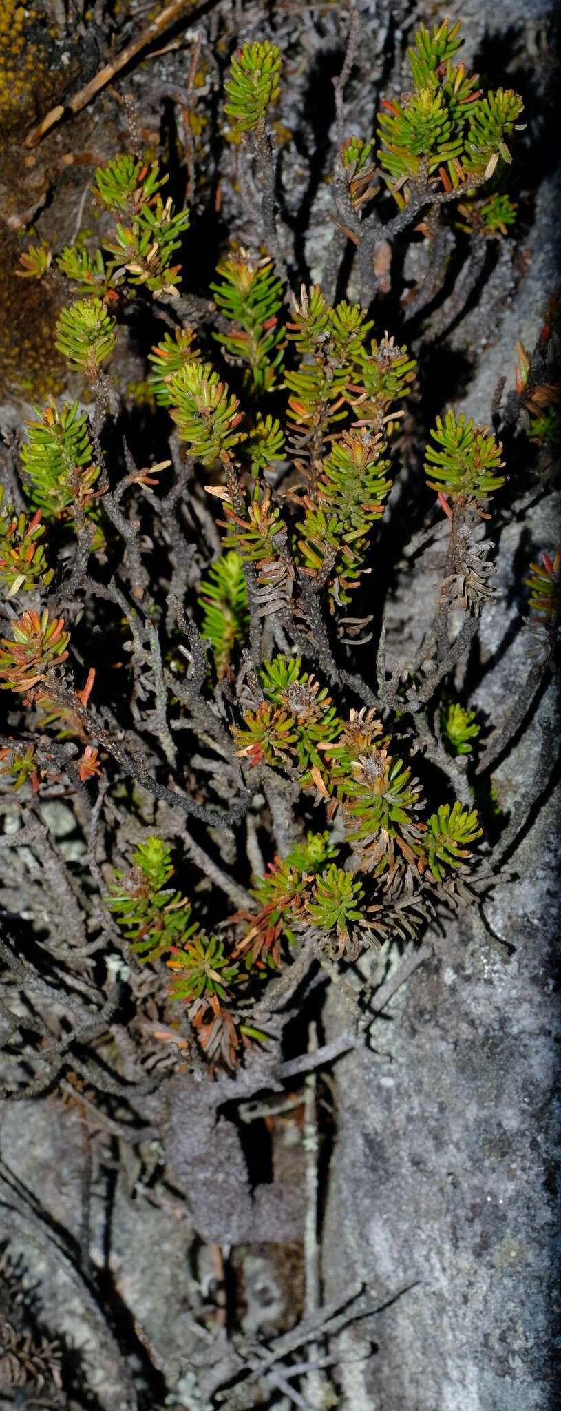 Sivun Staavia pinifolia Willd. kuva