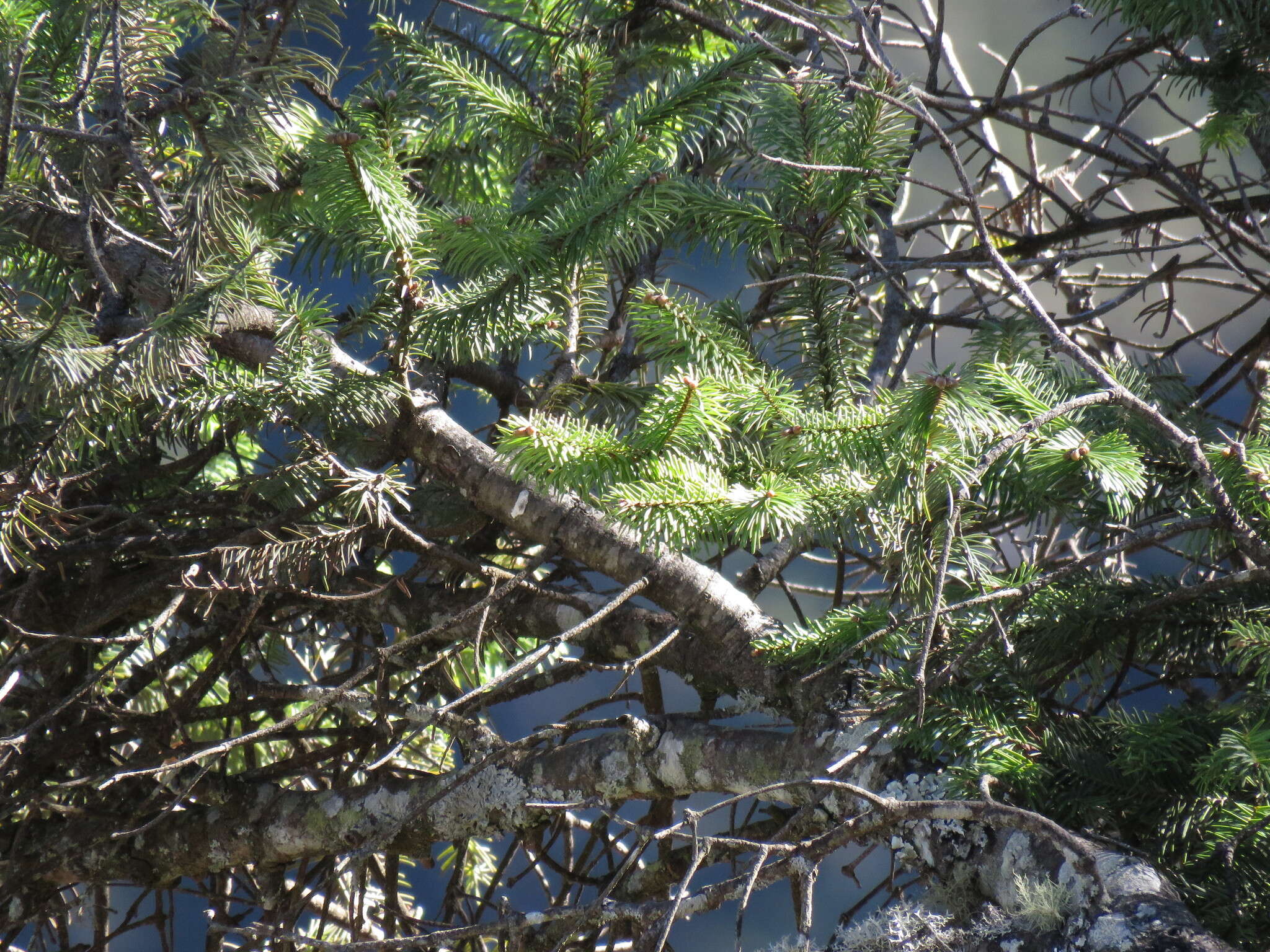 Image of Guatemalan Fir